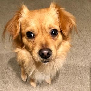 Meet your Posher, Jing lan